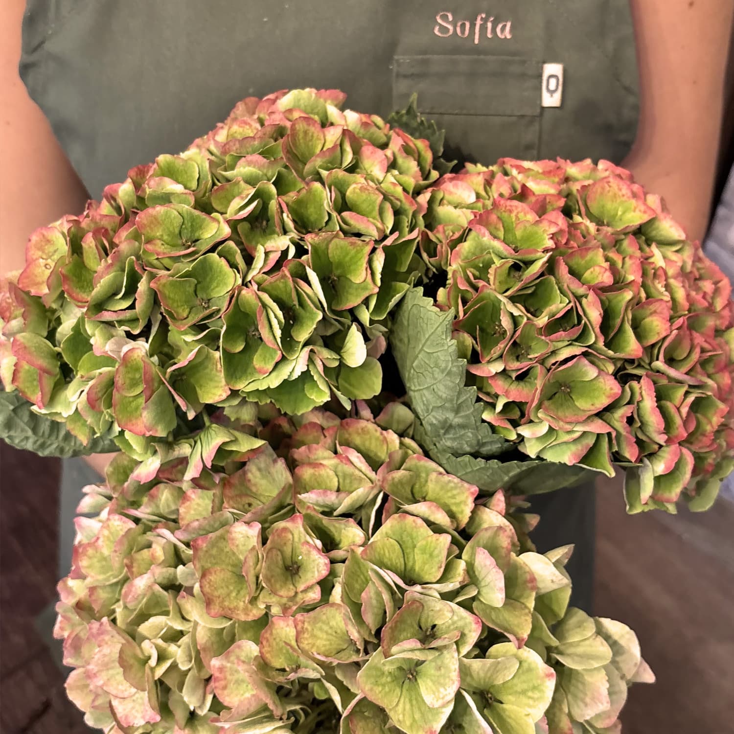 Detalle en primer plano de flores de hortensia de otoño con pétalos en tonos rojizos, cobrizos y crema.
