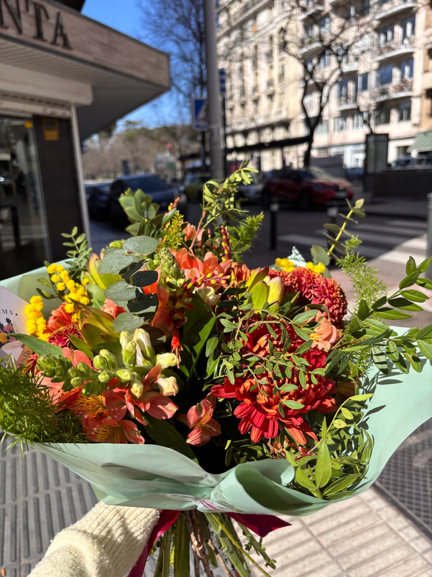 Colección Paddington